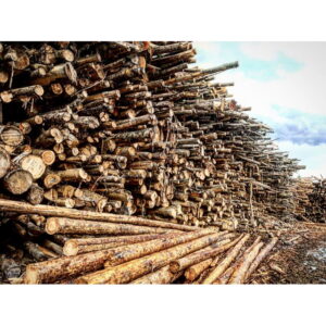Vashon Island Firewood Yard 3